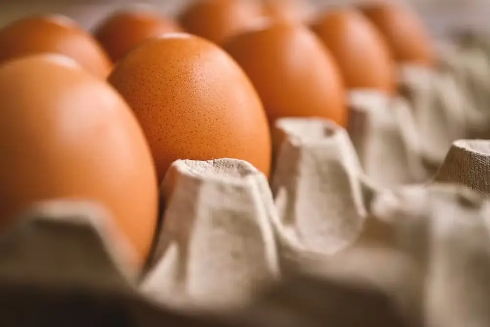Global Eggs recebe aporte de até US$ 1 bilhão da Warburg Pincus